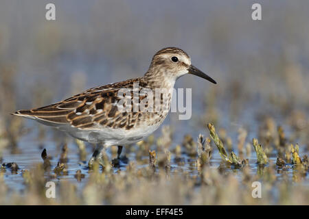 Wenigsten Strandläufer - Calidris Minutilla - Juvenile Stockfoto