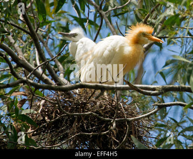 Kuhreiher, Bubulcus / Ardea Ibis, in der Zucht Gefieder und mit Küken im Nest des Sticks unter Bäumen und gegen blauen Himmel Stockfoto