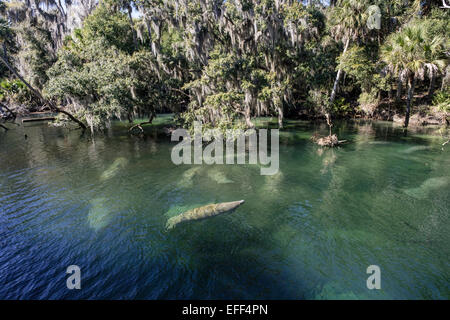 Überwinterung wild West Indian Manatee Herde selbst Erwärmung in den warmen, klaren Gewässern der Blue Springs State Park, FL. Man ist an die Oberfläche zu atmen. Stockfoto