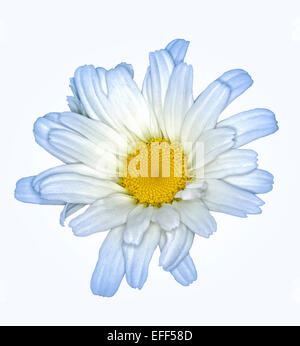 Weiße Blume des Leucanthemum 'Daisy Mai' - Shasta Daisy, mit leichten blauen Tipps, Blütenblätter, vor weißem Hintergrund Stockfoto