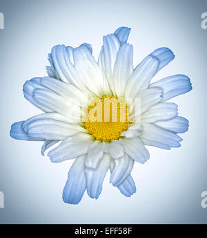 Weiße Blume des Leucanthemum 'Daisy Mai' - Shasta Daisy, mit leichten blauen Tipps, Blütenblätter, blassen blauen Hintergrund Stockfoto