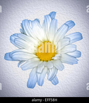 Weiße Blume des Leucanthemum 'Daisy Mai' - Shasta Daisy, mit leichten blauen Tipps, Blütenblätter, gegen weiße strukturierten Hintergrund Stockfoto