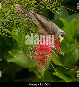 Australische laut Bergmann Vogel, Manorina Melanocephala ernähren sich von Nektar der roten Grevillea Blume, Hintergrund der Smaragd Laub im Garten Stockfoto