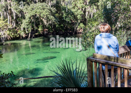 Park Besucher nach unten von einer Aussichtsplattform, die an der West Indian Manatees in der warmen, klaren Gewässern der Blue Spring State Park, Florida überwintern. Stockfoto