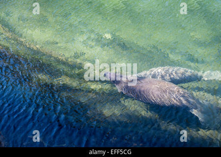 Manatee auftauchen zum Atem von oben in das klare Wasser der Blue Spring State Park, Florida gesehen. Stockfoto