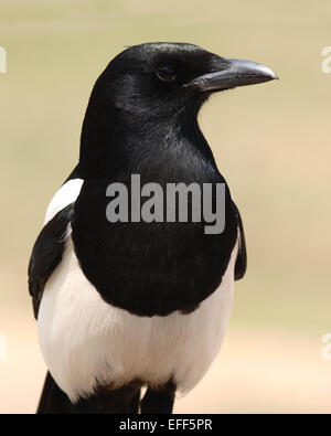 Ein schwarz-billed Magpie in einer kühnen Pose. Stockfoto