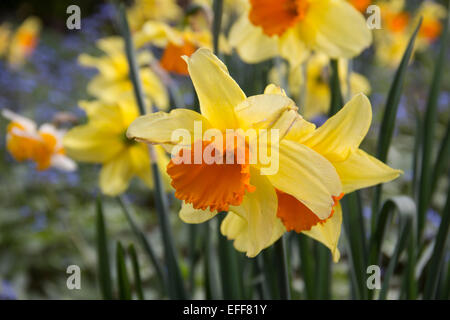 Zarte gelbe Narzissen blühen auf einen frühen Frühling. Stockfoto