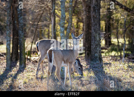 Junge weiß - angebundene Rotwild (Odocoileus Virginianus) im Wald Stockfoto