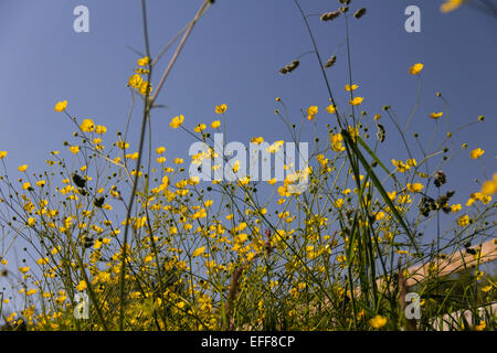Bereich der leuchtend gelbe Wildblumen gegen einen Zaun und strahlend blauem Himmel. Stockfoto