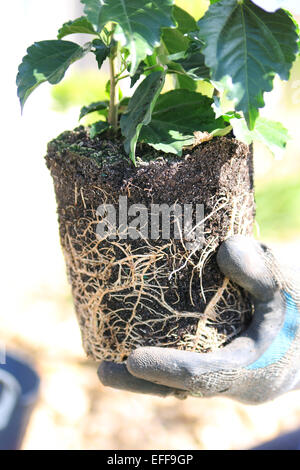 Nahaufnahme von Root gebunden Topf Hibiskus Pflanze Stockfoto