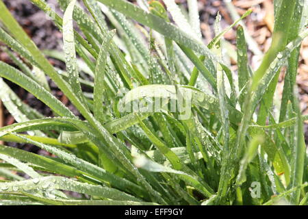 Lomandra Filiformis, Flechtwerk Mat Rush nach Regen Stockfoto