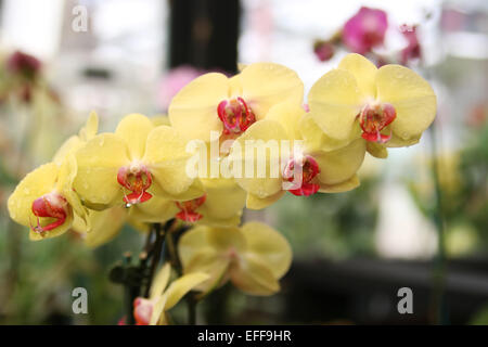 Phalaenopsis Phal, Fullers Sonnenuntergang "Golden Sun", Phalaenopsis Orchideen, Moth Orchid, Phal Fuller Sonnenuntergang Stockfoto