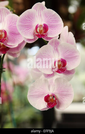 Nahaufnahme von Motte Orchidee, Phalaenopsis Hybriden Orchidee Stockfoto