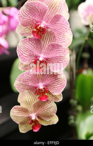 Phalaenopsis Baldan Kaleidoskop, Phalaenopsis Orchideen, Moth Orchid Stockfoto
