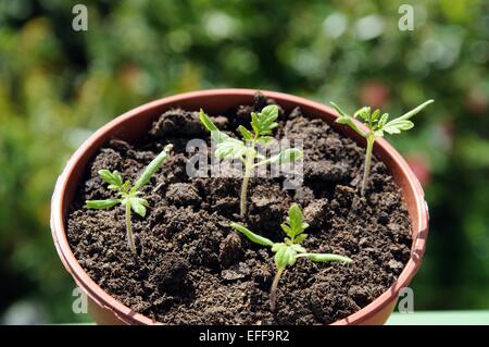 Maskotka Cherry Tomaten Setzlinge in einen Plastiktopf. Stockfoto