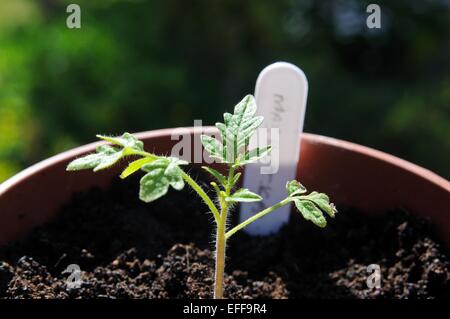 Maskotka Cherry-Tomate in einen Plastiktopf Sämling. Stockfoto