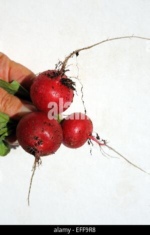 Frau Hand mit drei frisch gepflückt Saxa 2 Radieschen. Stockfoto