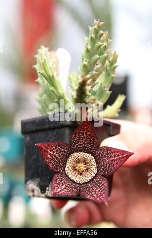 Stapelia Variegata, Orbea Variegata Pflanze, Aas Blume, in einem Topf Stockfoto