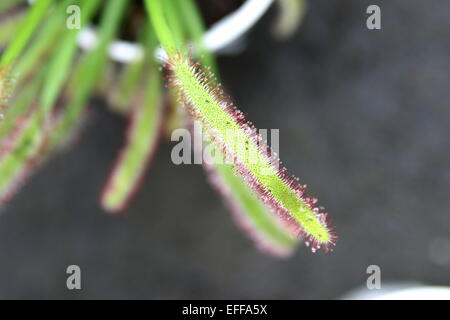 Drosera Capensis-Kap-Sonnentau Stockfoto