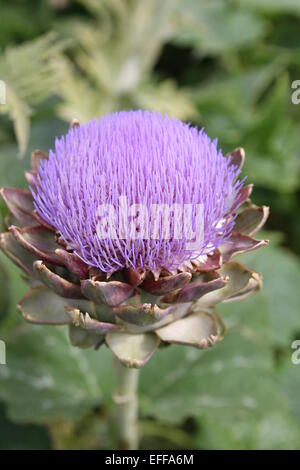 Artischocke, Cynara Cardunculus var Scolymus Cynara Scolymus, Stockfoto