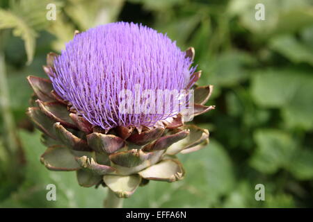 Artischocke, Cynara Cardunculus var Scolymus Cynara Scolymus, Stockfoto