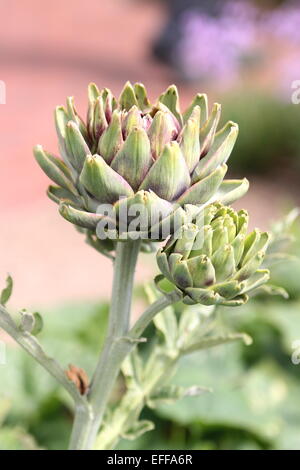 Artischocke, Cynara Cardunculus var Scolymus Cynara Scolymus, Stockfoto