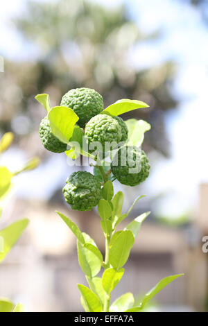 Kaffir Limette Citrus Hystrix Früchte am Baum Stockfoto