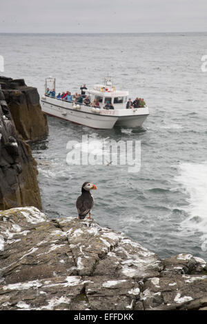 Papageitaucher Fratercula Arctica Single auf Grundnahrungsmittel Insel Farne Islands; Northumberland; UK Stockfoto