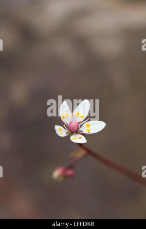 Sternenhimmel Steinbrech Saxifraga Stellaris Blume Cumbria; UK Stockfoto