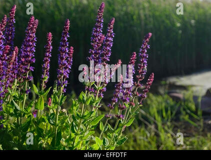 Salbei in Abend Sonnenlicht, Salvia Officinalis, Nahaufnahme. Stockfoto