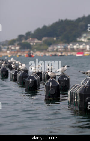 Sandwich und gemeinsame Seeschwalben gemischte Herde Rock; Cornwall; UK Stockfoto