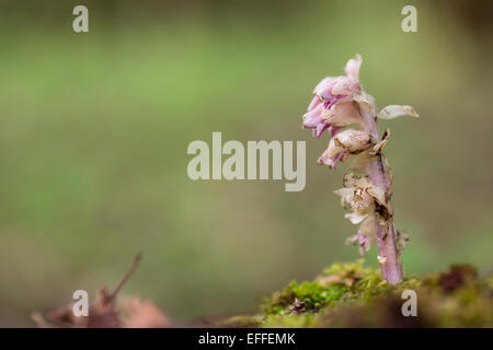 Toothwort Lathraea Squamaria Blume Gloucestershire; UK Stockfoto