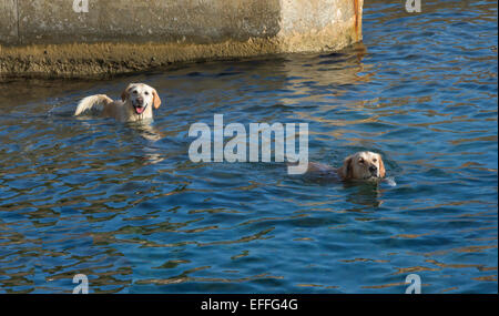 Zwei Hunde schwimmen im blauen Ozeanwasser. Einer der Hunde freut sich und sieht in Frage zu stellen, der andere Hund sieht ziemlich sauer. Es kann sein Stockfoto