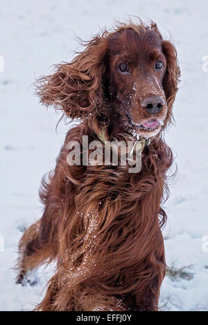 Salisbury Plain, Wiltshire, UK. 3. Februar 2015. UK-Wetter: Irish Red Setter erhalten den ersten Schnee des Winters in der Ebene. Bildnachweis: John Eccles/Alamy Live-Nachrichten Stockfoto