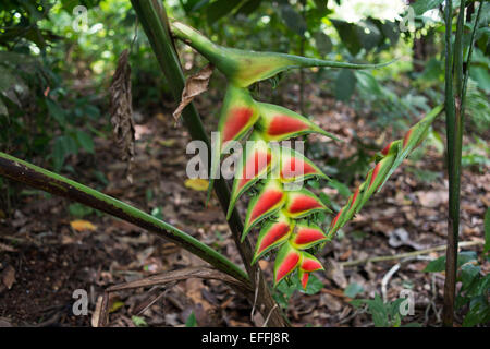 Heliconia Blume (H. Walkeriana) Wild, in der Ngobe Bugle indischen Dorf Salt Creek in der Nähe von Bocas Del Toro Panama. Salt Creek (i Stockfoto