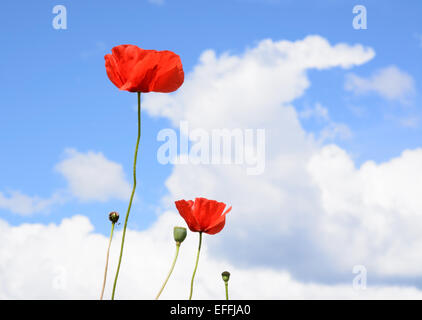 Wilder Mohn und Himmel. Schweden im Juni. Stockfoto