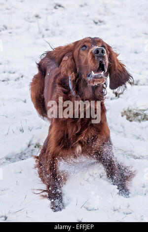 Salisbury Plain, Wiltshire, UK. 3. Februar 2015. UK-Wetter: Irish Red Setter erhalten den ersten Schnee des Winters in der Ebene. Bildnachweis: John Eccles/Alamy Live-Nachrichten Stockfoto