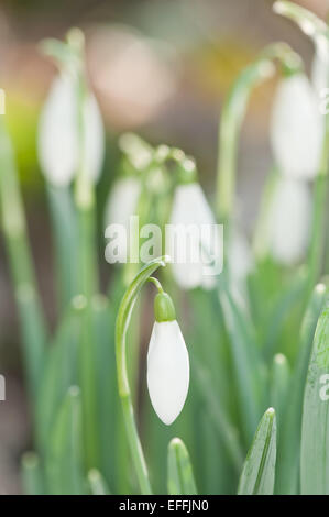 einzelne Schnee Drop geschlossen Blüte steht vor Winter blühen Stockfoto