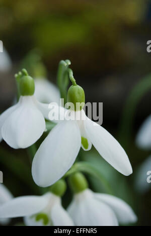 Galanthus X Allenii stammt aus den 1890er Jahren James Allen Schneeglöckchen Garten, Shepton Mallet, Somerset, UK entdeckte. Stockfoto