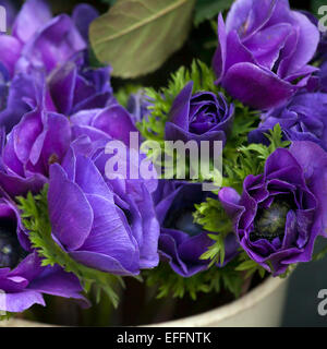 Anemone Coronaria 'Mr. Fokker' Stockfoto