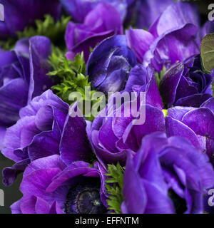 Anemone Coronaria 'Mr. Fokker' Stockfoto