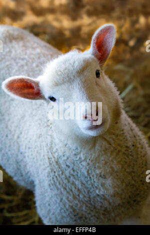 Neugeborene Lämmer in Southport, Merseyside, UK. 3. Februar 2015. Lambing Jahreszeit an den Windmill Farm der Tiere. Diese sind Dorset & Texel Kreuz Lämmer für den März geboren. Tiere auf dem Bauernhof sind in der Regel geplant Geburt rund um die Schule die Hälfte zu geben. Stockfoto