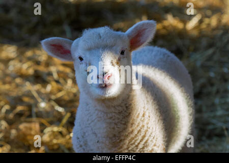 Neugeborene Lämmer in Southport, Merseyside, UK. 3. Februar 2015. Lambing Jahreszeit an den Windmill Farm der Tiere. Diese sind Dorset & Texel Kreuz Lämmer für den März geboren. Tiere auf dem Bauernhof sind in der Regel geplant Geburt rund um die Schule die Hälfte zu geben. Stockfoto