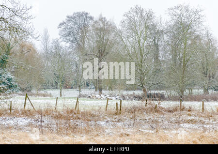 South Cambridgeshire, Großbritannien. 3. Februar 2015. Großbritannien Wetter. Schnee in East Anglia Stockfoto