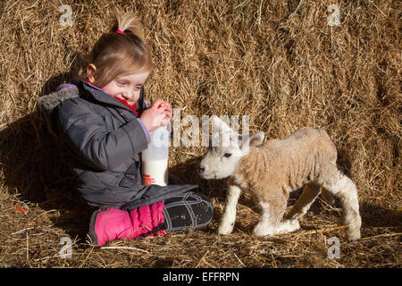 Southport, Burscough, Lancashire, UK. 3. Februar 2015.   Lämmer Saison bei Windmill Farm der Tiere.  2 Jahre alte Madison Slinger ist mit der Flasche füttern Lamm einen Tag alt.   Tiere auf dem Bauernhof sind in der Regel vor der Geburt rund um die Schule Semesterhälfte in zwei Wochen geplant, aber einige sind früh geboren und kann dazu führen, dass die Opfer, wie im vorliegenden Fall, wo der Zwilling starb. Die Farm wurde erstmals für die Öffentlichkeit im Jahr 1992 eröffnet, es bietet den Besuchern die Möglichkeit, den täglichen Ablauf ein Bauernhof und haben dennoch die Möglichkeit zu beobachten, füttern, berühren und die Tiere erleben. Stockfoto