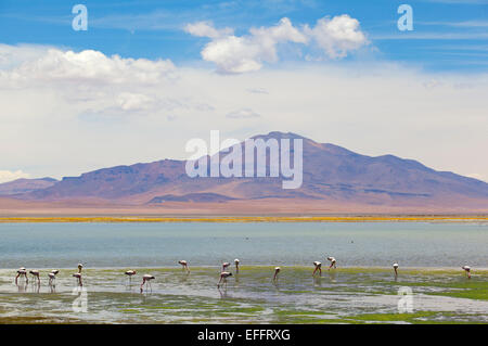 Flamingos, Salar de Tara. Region de Antofagasta, Chile. 4320 m über dem Meeresspiegel. Stockfoto