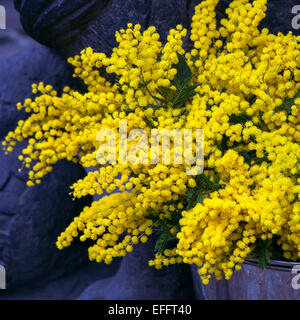 Mimosen und Hortensie auf dem Markt Stockfoto