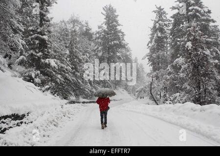 Srinagar, Kaschmir Indien kontrollierten. 3. Februar 2015. Ein Kashmiri Mann geht in den Schnee mit einem Regenschirm in Tangmarg, etwa 40 km nördlich von Srinagar, die Sommerhauptstadt von Indien kontrollierten Kaschmir, 3. Februar 2015. Schneefall im Oberlauf und Ebenen von Indien kontrollierten Kaschmir am Dienstag betroffen Luft, Schiene Dienstleistungen und Jammu-Srinagar Bundesstraße, die einzige Straßenverbindung verbindet Kaschmir-Region mit dem Rest von Indien geschlossen. © Javed Dar/Xinhua/Alamy Live-Nachrichten Stockfoto