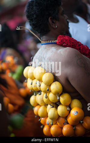 Hindu Mann mit Orangen aus seinem Rücken am Haken hängen, während Thaipusam 2015 um Batu Caves Stockfoto