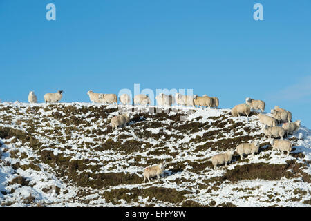 Schafe auf einem schneebedeckten Hügel im Winter. Schottischen Borders. Schottland Stockfoto